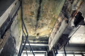 Best Environmental Consulting for Mold Prevention  in Highfill, AR